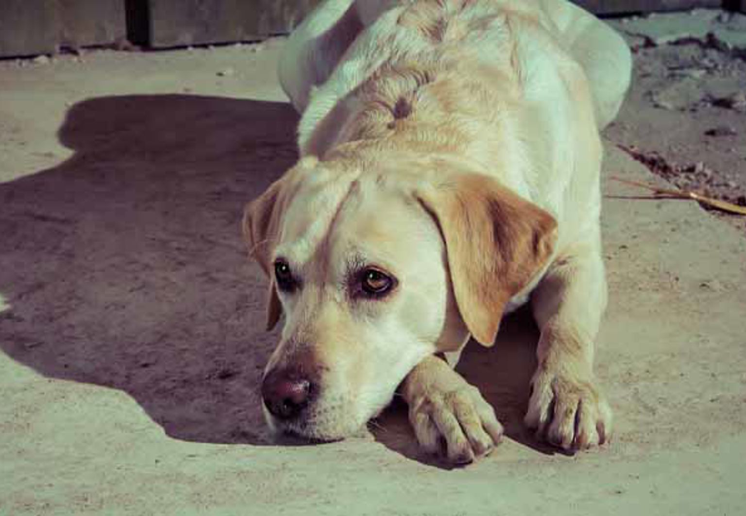 Hund ligger på ett golv som renoveras