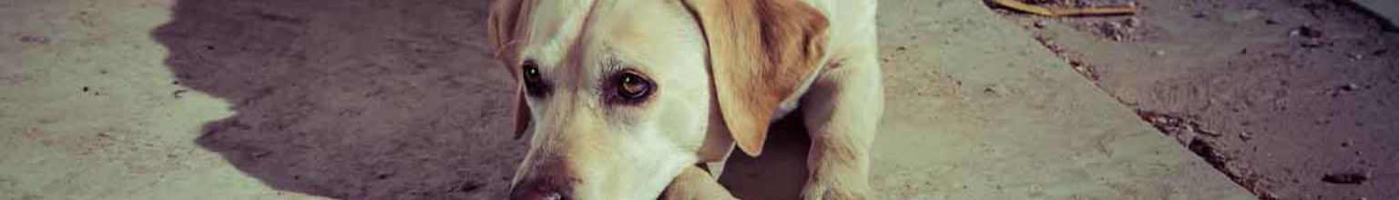 Hund ligger på ett golv som renoveras