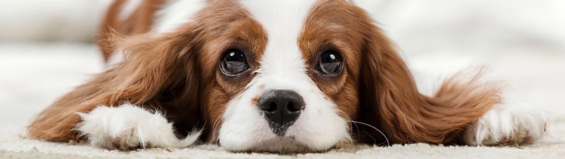 Närbild på hundvalp som ligger ner