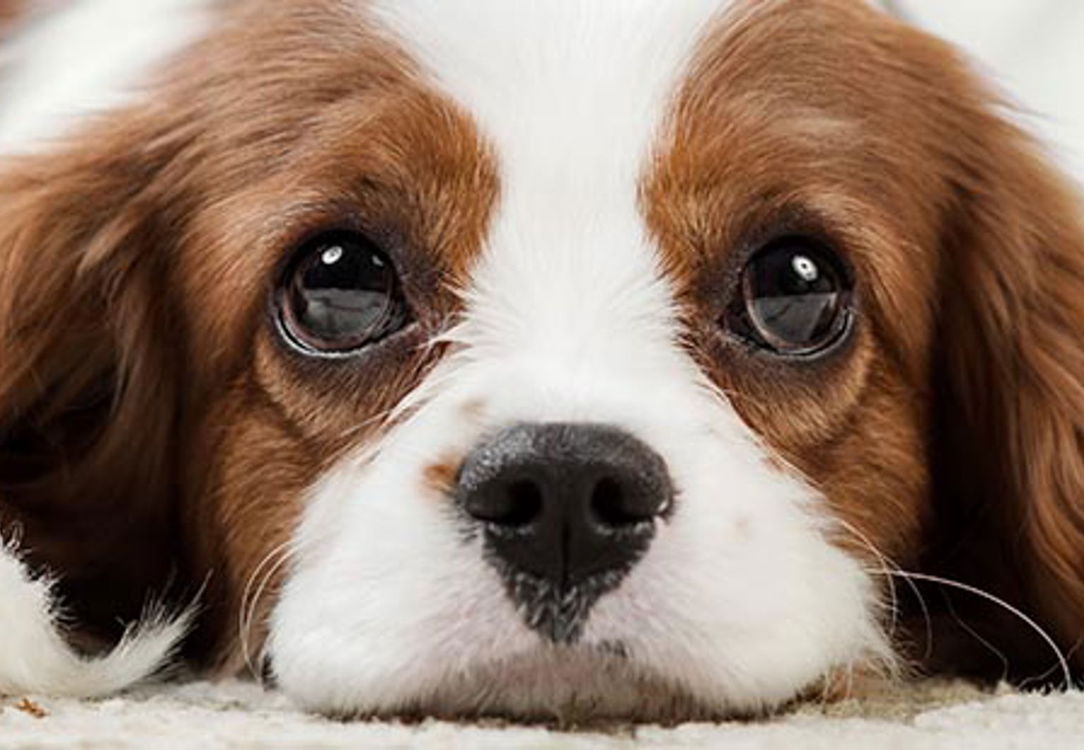 Närbild på hundvalp som ligger ner