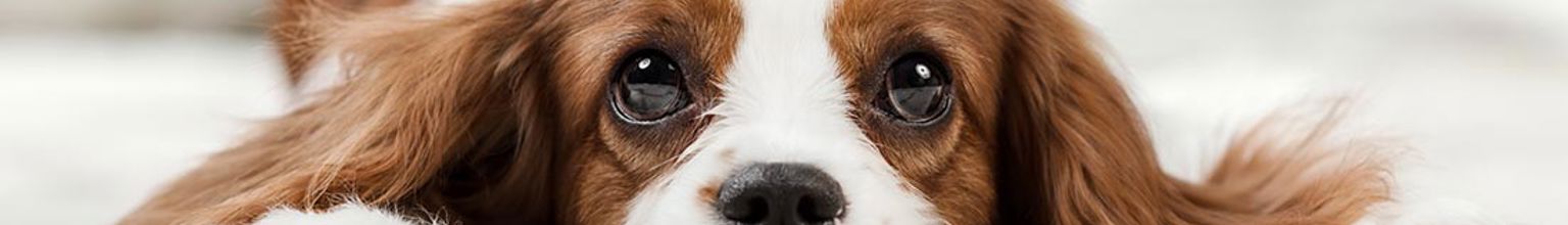 Närbild på hundvalp som ligger ner