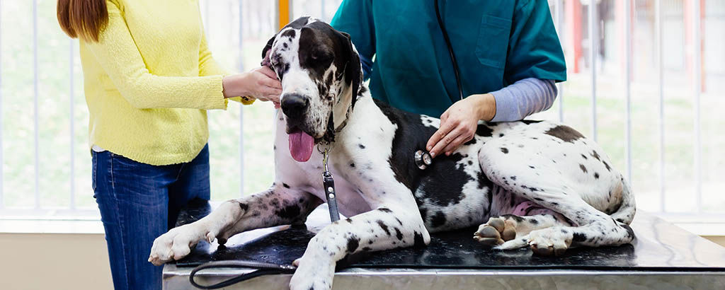 Hund av rasen grand danois undersöks med stetoskop av veterinär