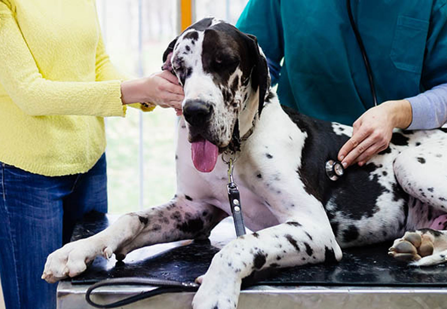 Hund av rasen grand danois undersöks med stetoskop av veterinär