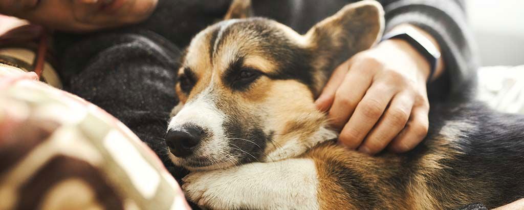 Hund ligger nära sin husse och blir klappad