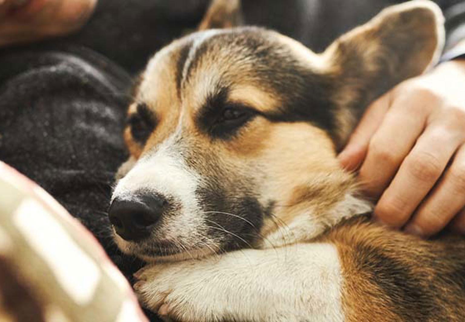 Hund ligger nära sin husse och blir klappad