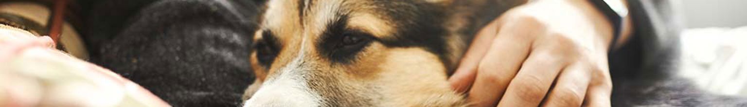 Hund ligger nära sin husse och blir klappad