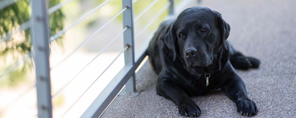 Hund ligger på en balkong i skugga