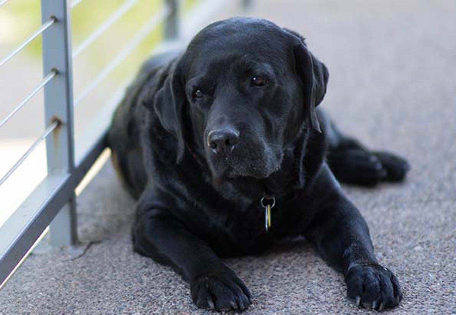 Hund ligger på en balkong i skugga