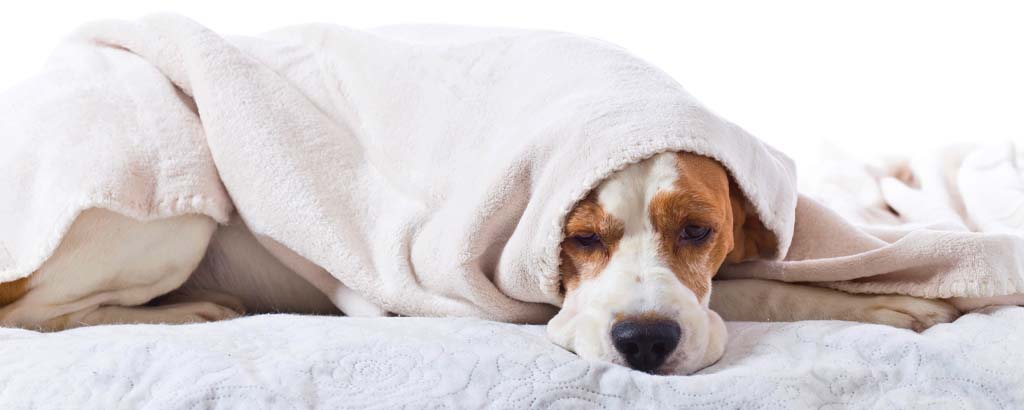 beagle som mår dåligt nerbäddad under en filt