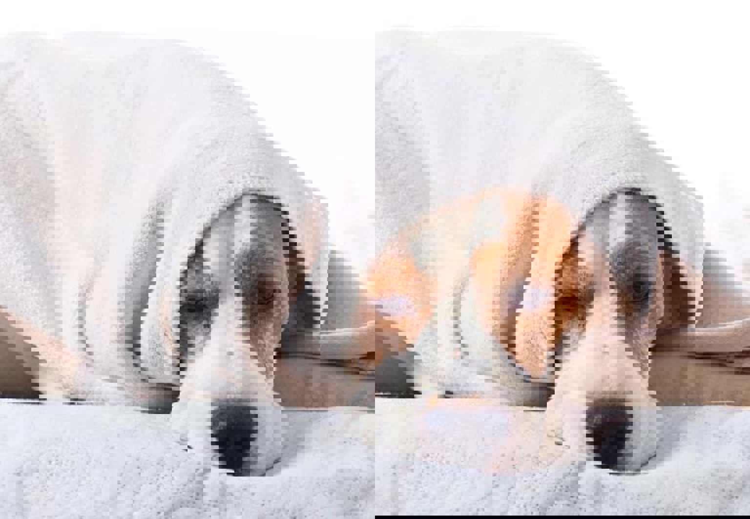 beagle som mår dåligt nerbäddad under en filt