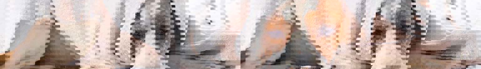 beagle som mår dåligt nerbäddad under en filt