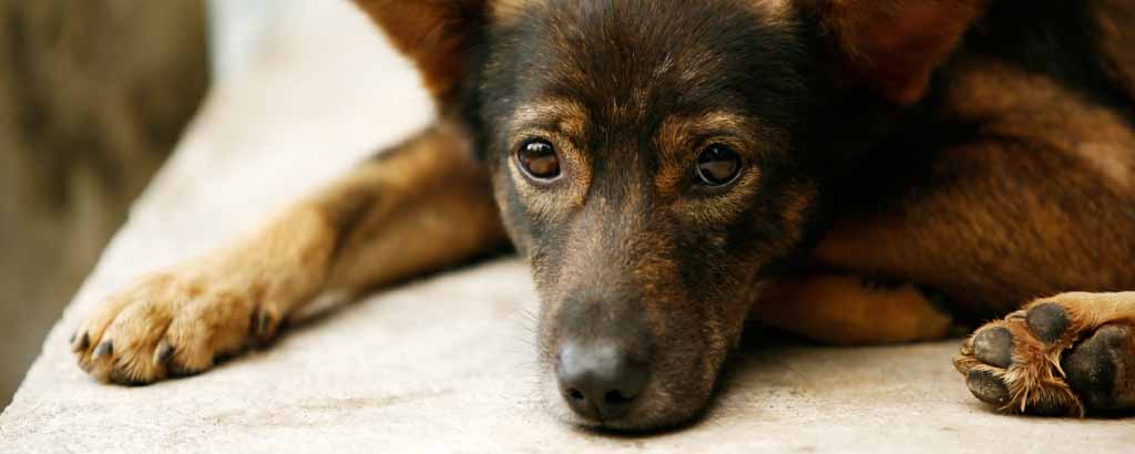 Närbild på hund som ligger på soffa