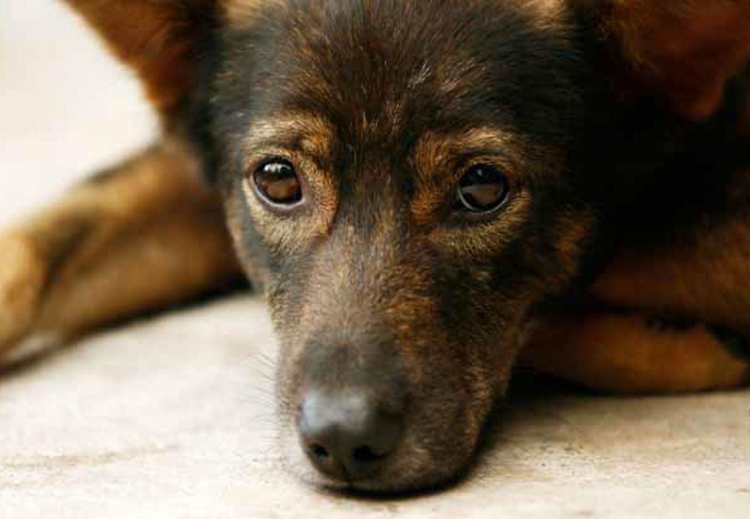 Närbild på hund som ligger på soffa