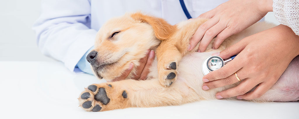 Hund blir undersökt av veterinär
