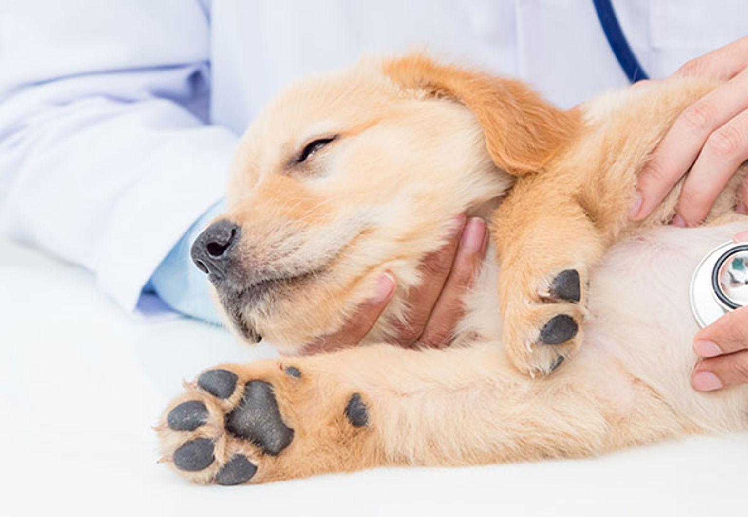 Hund blir undersökt av veterinär