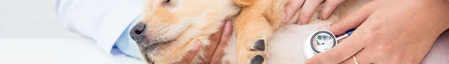 Hund blir undersökt av veterinär