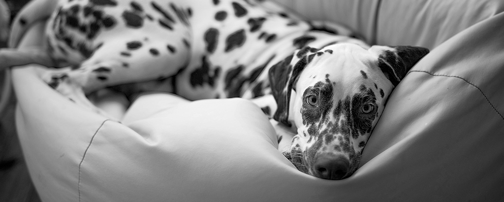 En hund av rasen dalmatiner ligger i en saccosäck