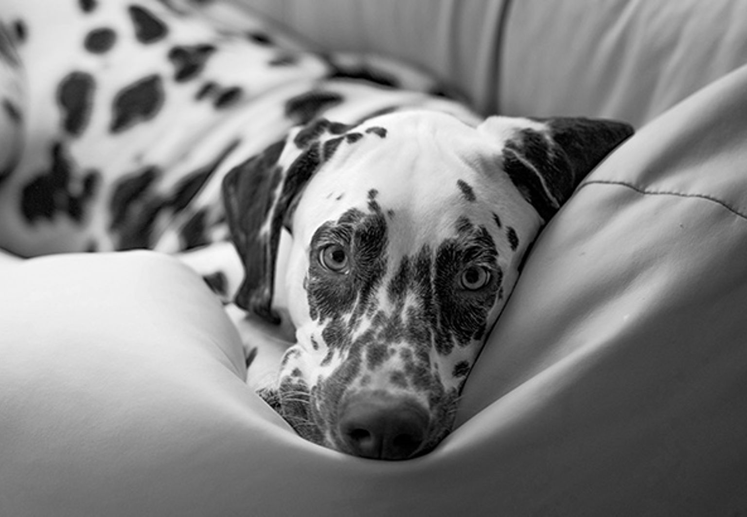 En hund av rasen dalmatiner ligger i en saccosäck