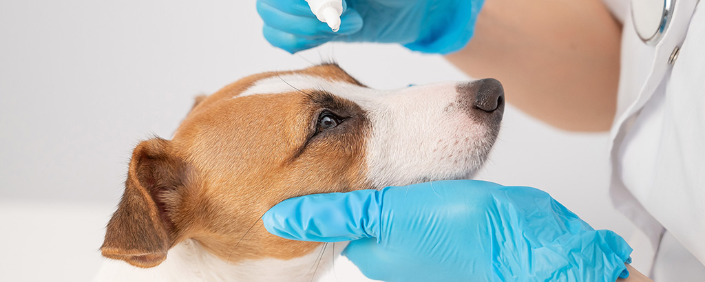 Hund får ögondroppar av veterinären