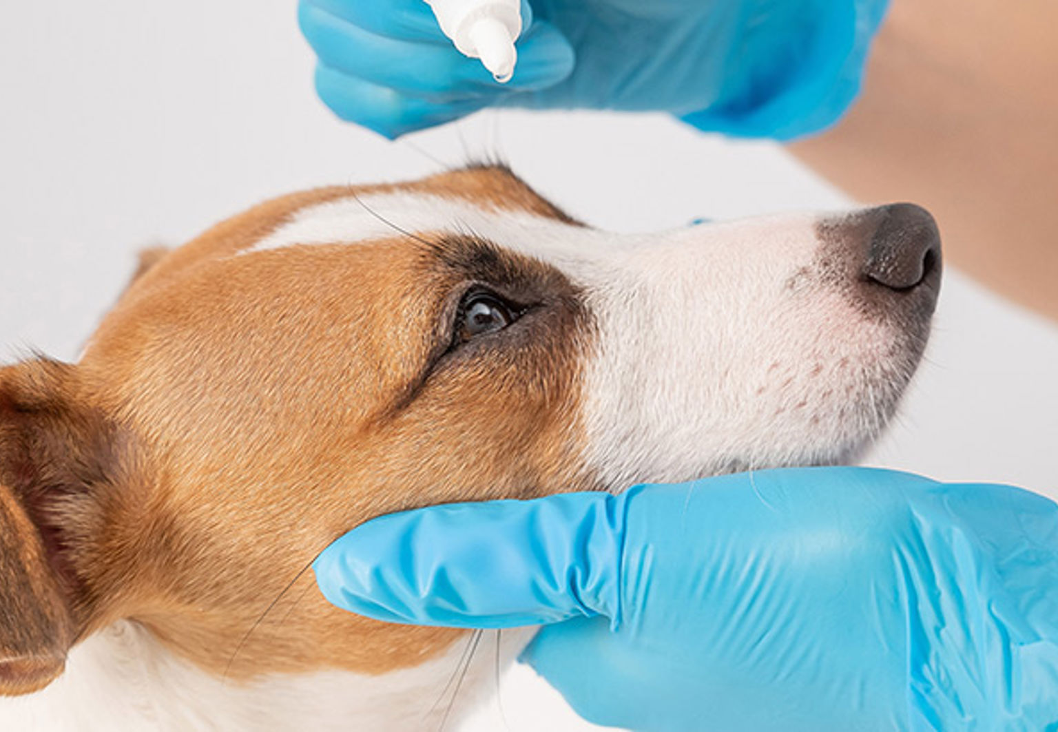 Hund får ögondroppar av veterinären