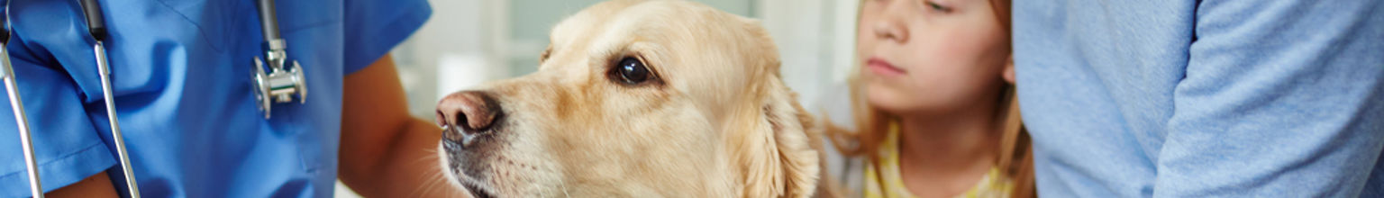 golden retriever undersöks av veterinär