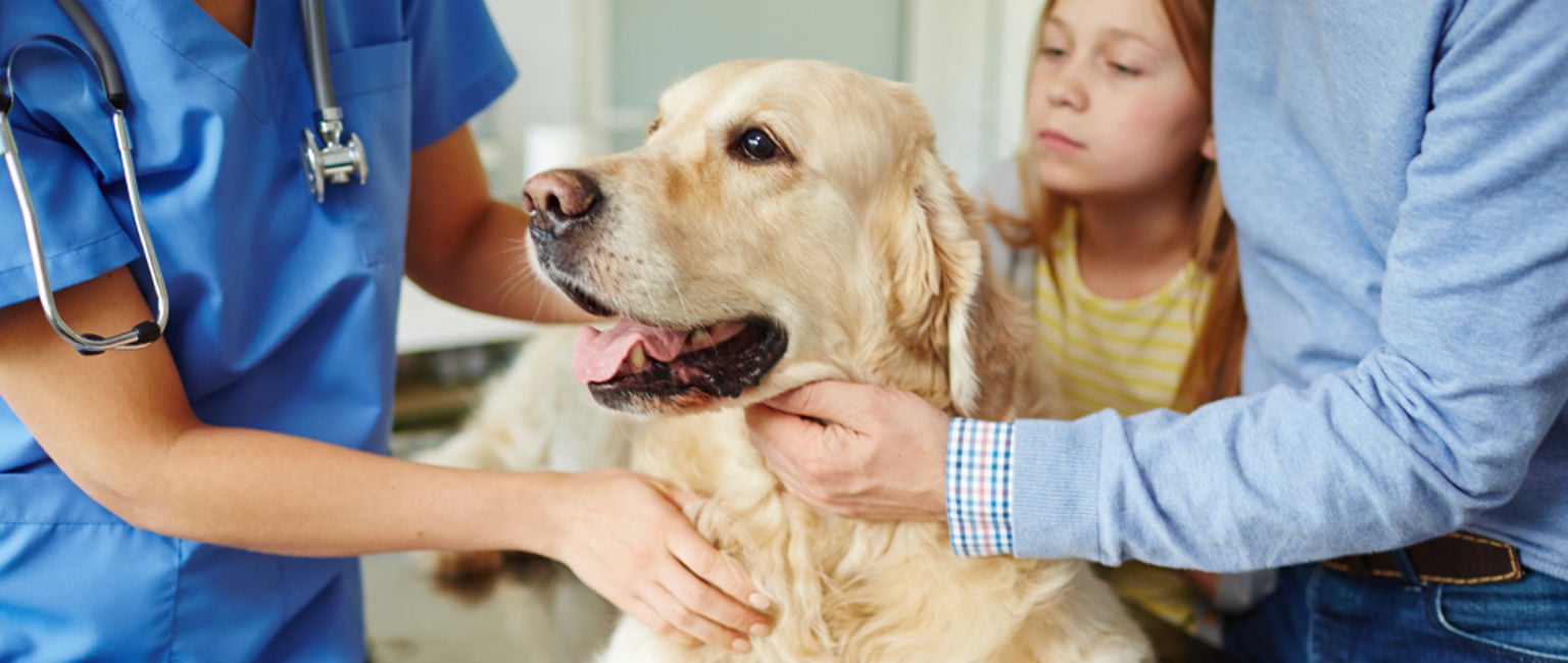 golden retriever undersöks av veterinär