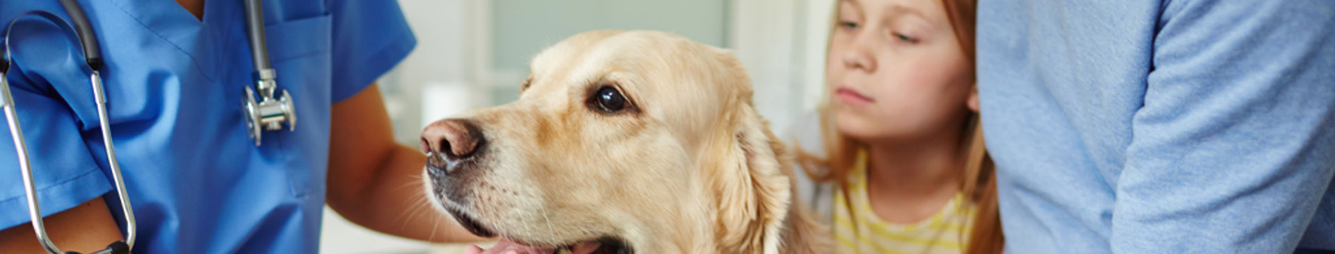 golden retriever undersöks av veterinär