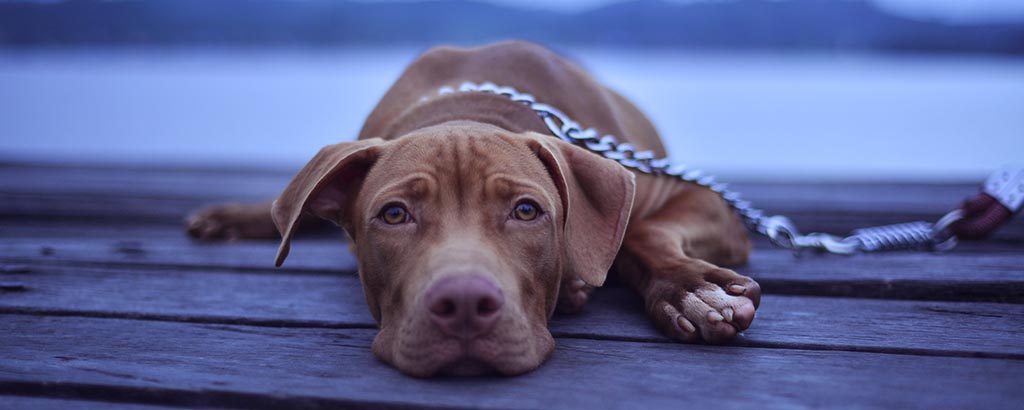 Hund ligger ner med koppel på en brygga