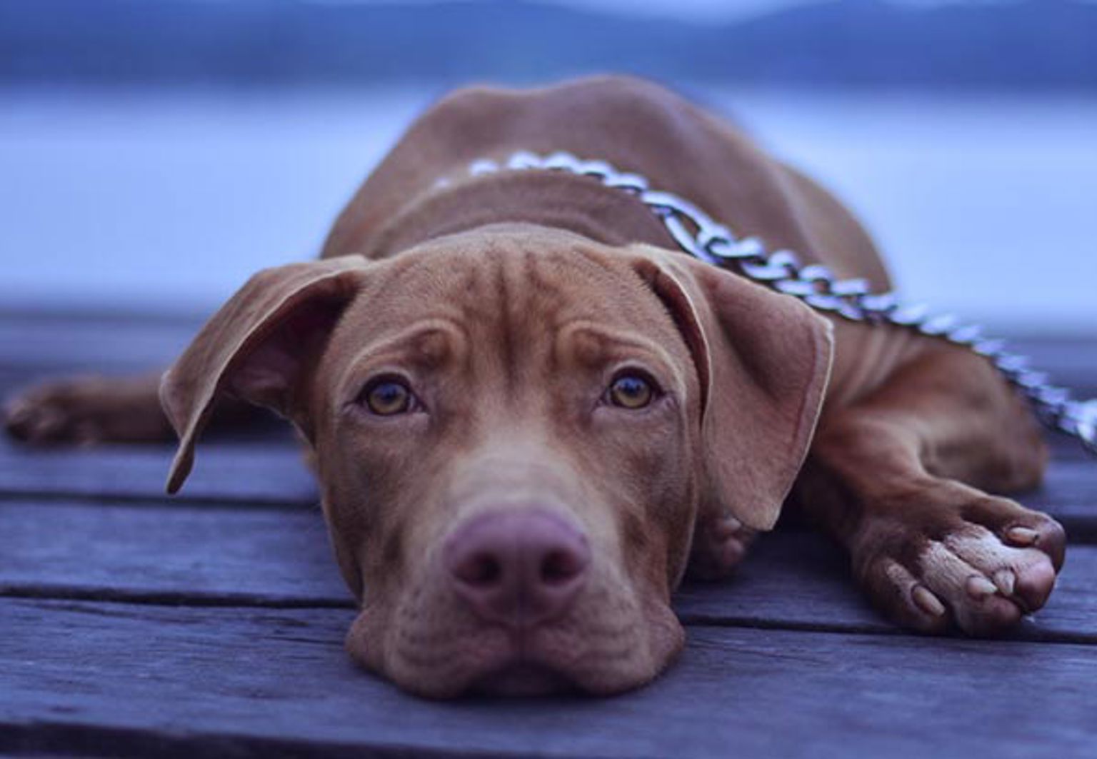 Hund ligger ner med koppel på en brygga