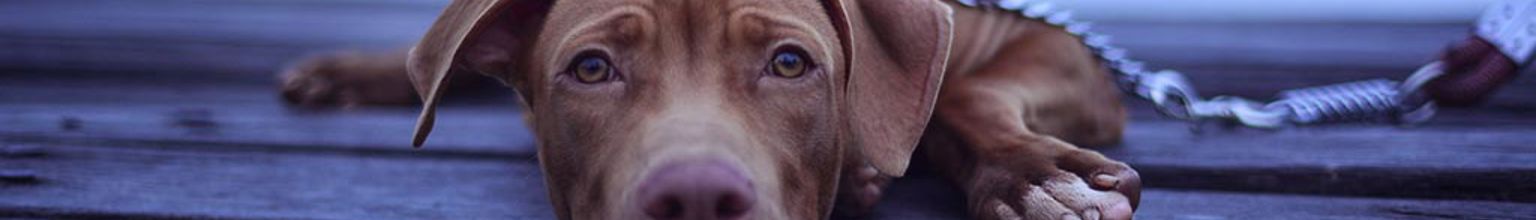 Hund ligger ner med koppel på en brygga