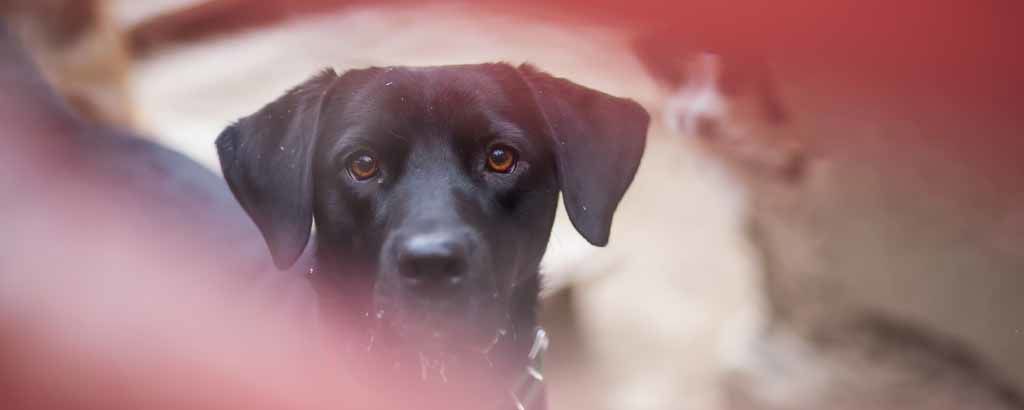 Suddig bild på en hund