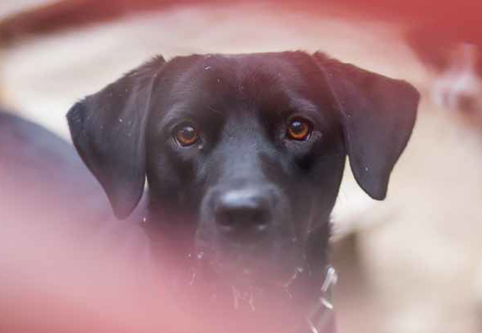 Suddig bild på en hund