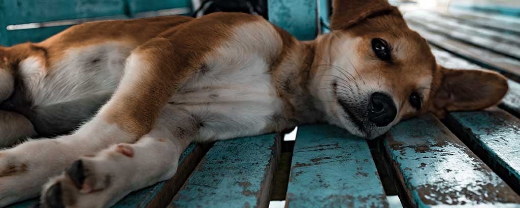 Hund ligger på en parkbänk