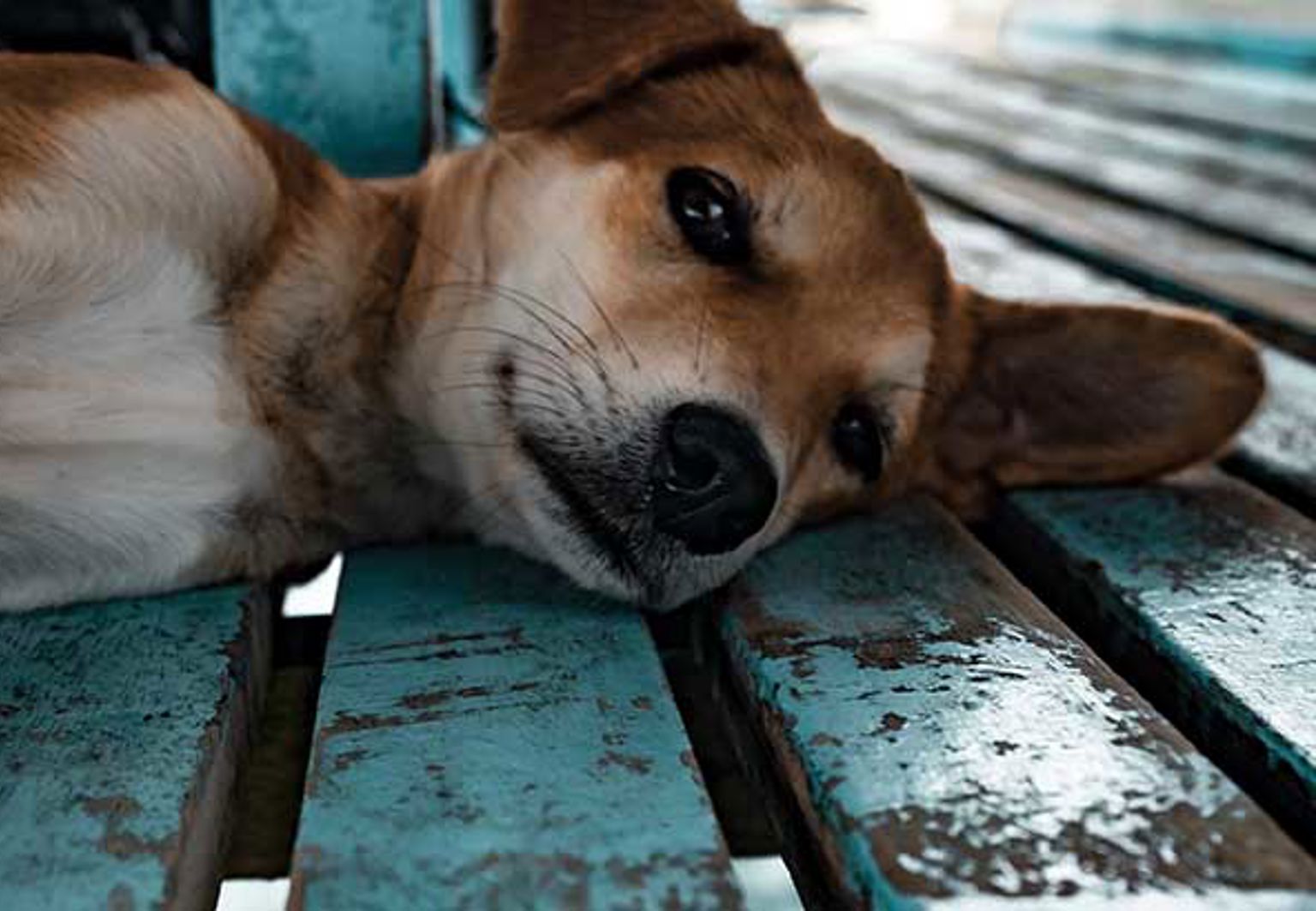 Hund ligger på en parkbänk