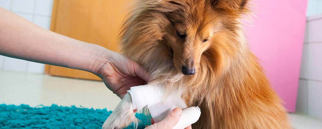 En hund  av rasen collie får bandage på frambenet