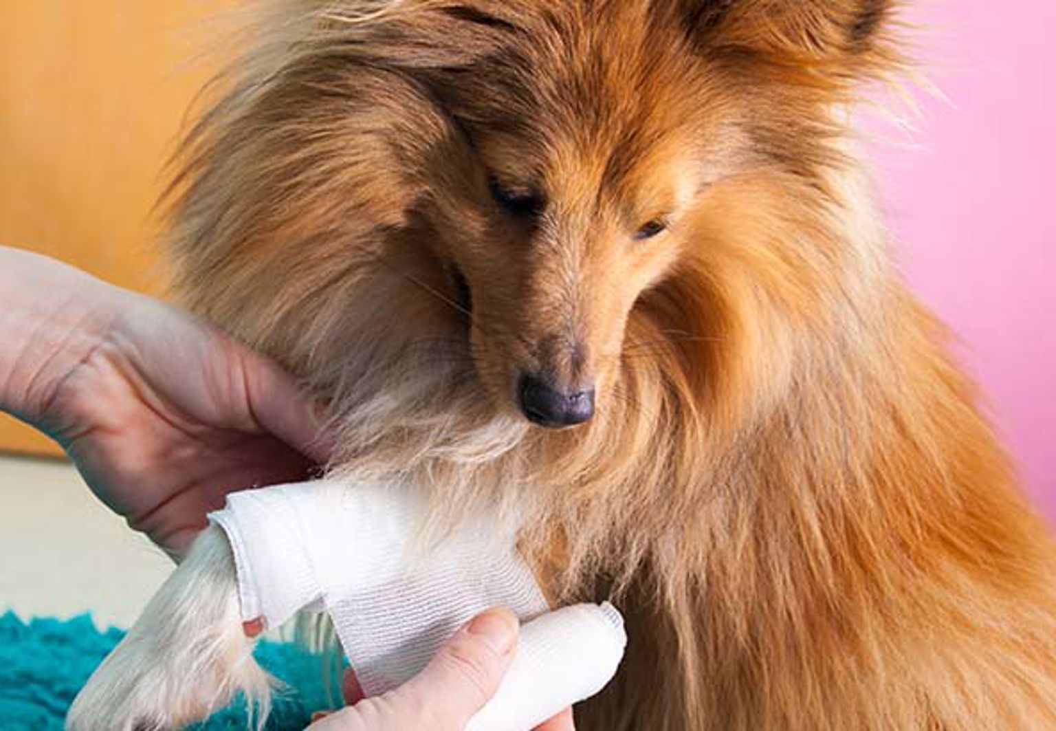 En hund av rasen collie får bandage på frambenet