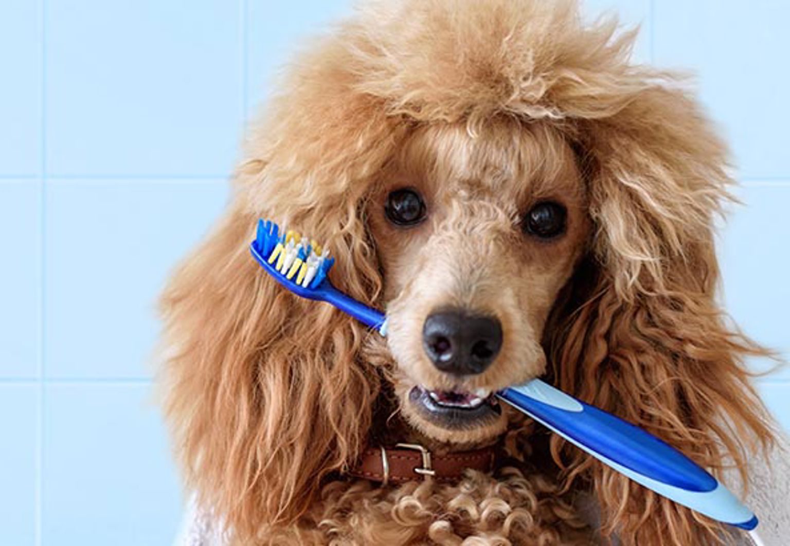 Pudel håller i en tandborste med tänderna