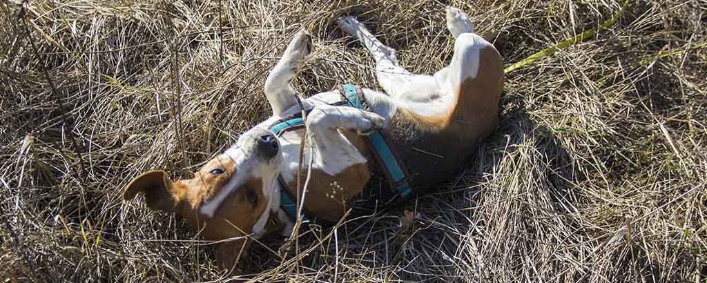 Hund rullar sig i torrt gräs
