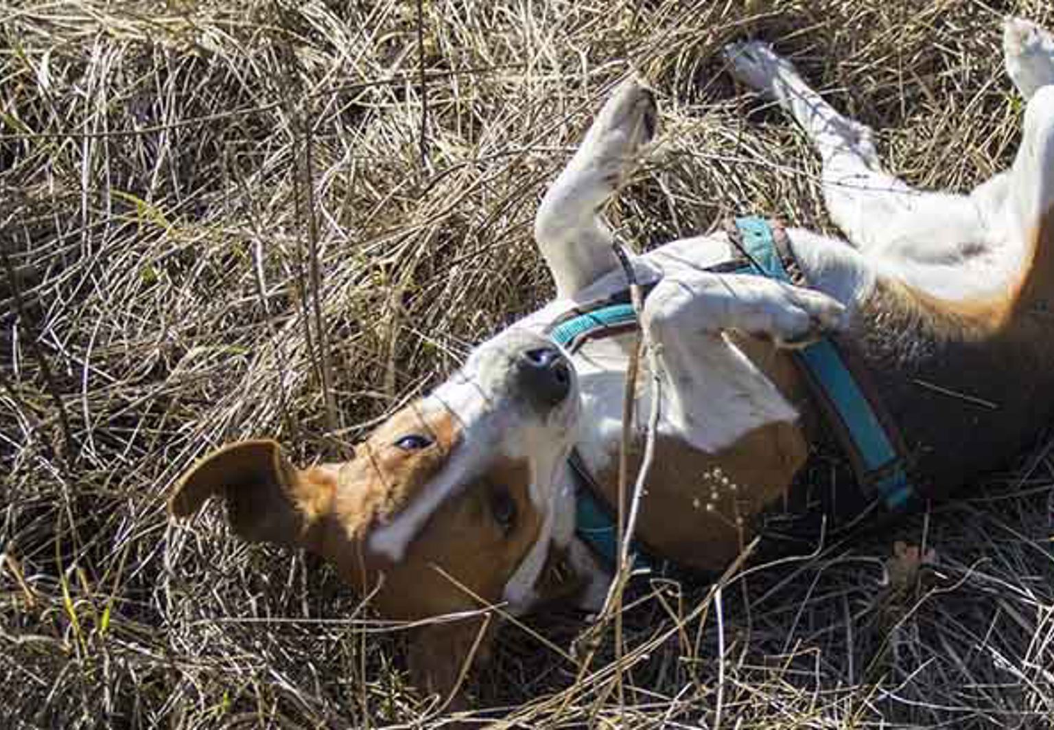 Hund rullar sig i torrt gräs