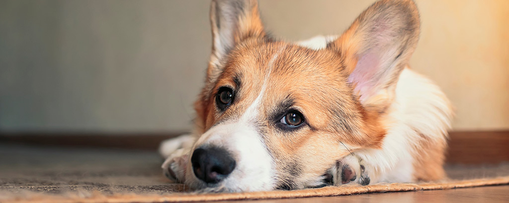 Hund ligger ner på en matta