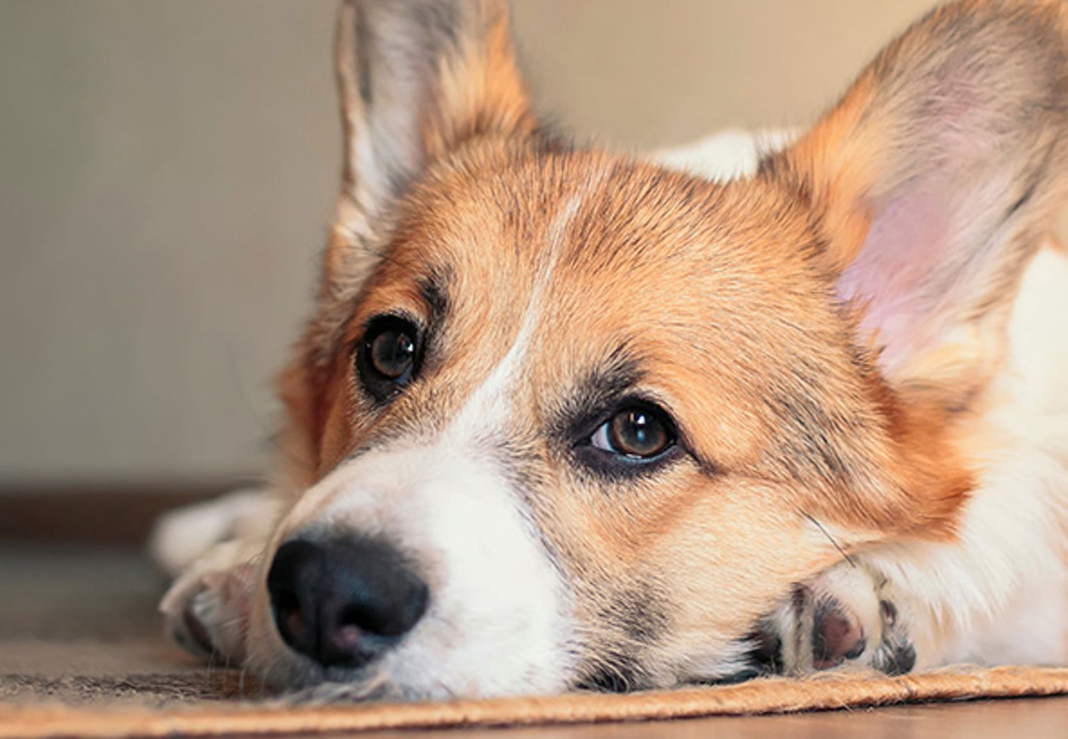 Hund ligger ner på en matta