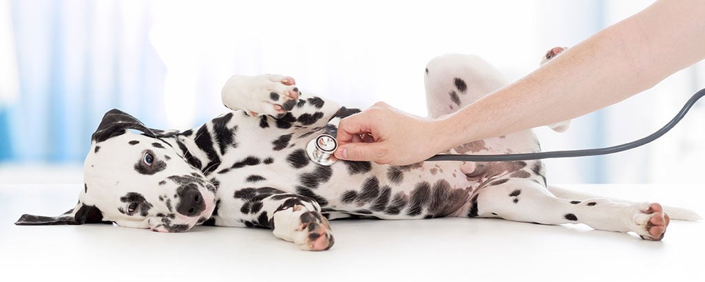 En dalmatiner blir undersökt av en veterinär