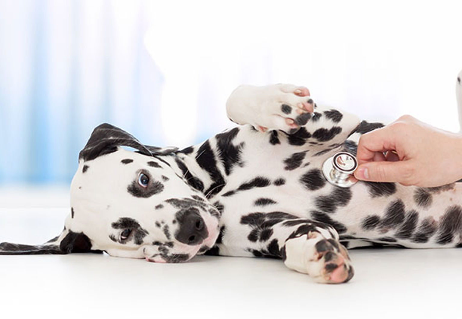 En dalmatiner blir undersökt av en veterinär