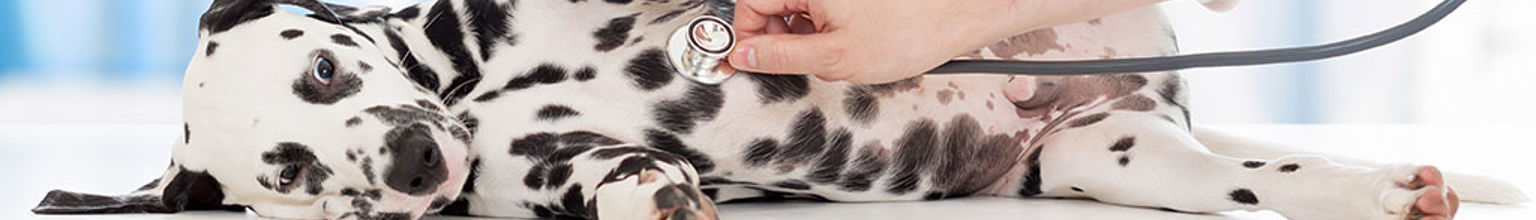 En dalmatiner blir undersökt av en veterinär