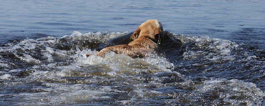 Hund simmar i öppet vatten