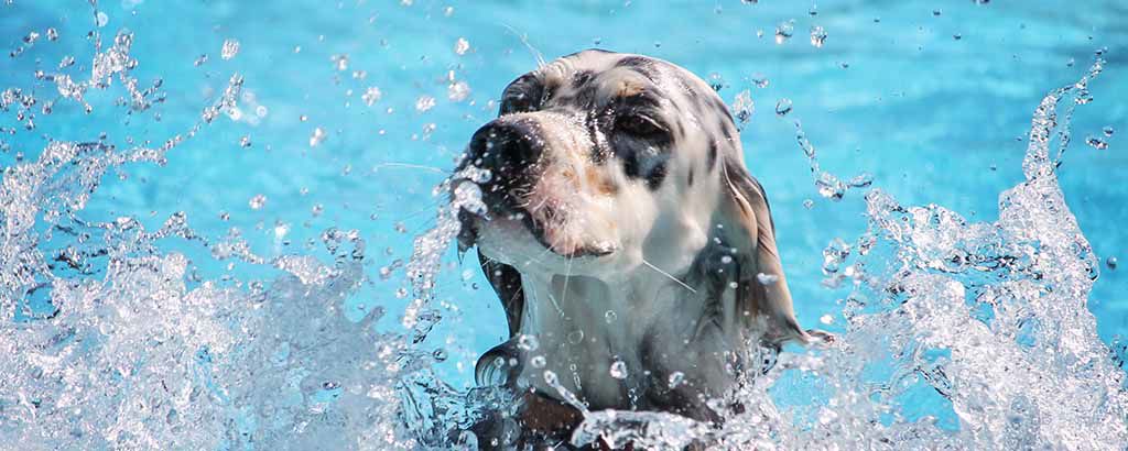 Hund som plaskar i en pool