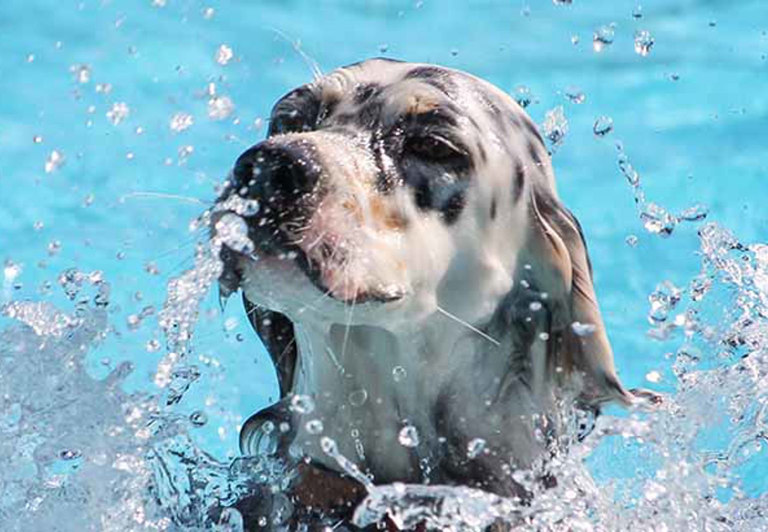 Hund som plaskar i en pool