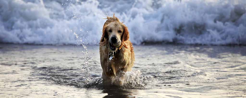 Hund som badar i vågigt vatten