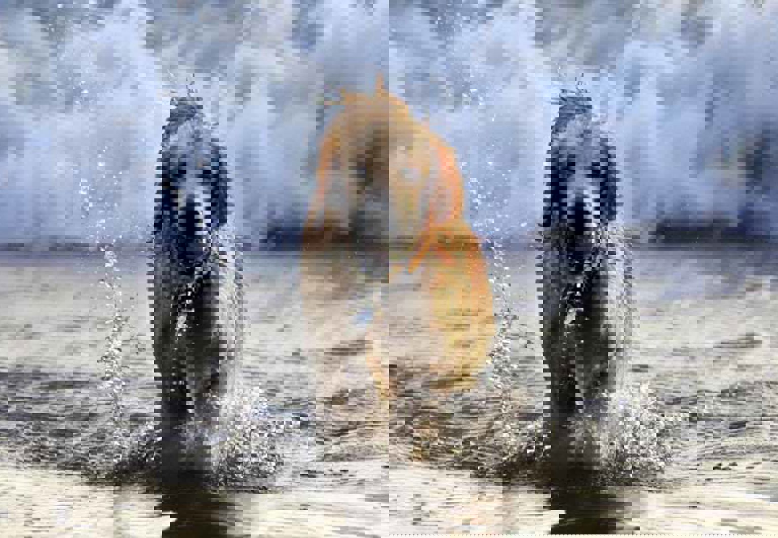 Hund som badar i vågigt vatten