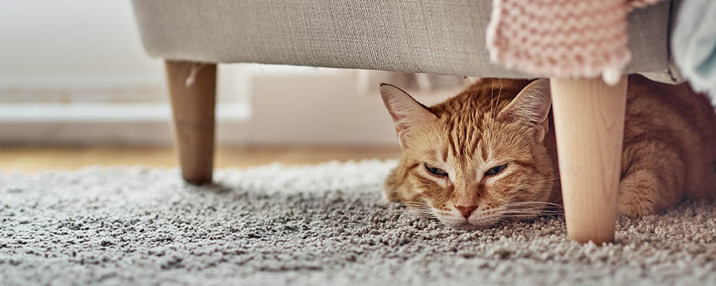 Katt ligger under en fåtölj på en grå matta